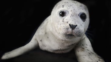 Traer Scott’s adorable photos of wild baby animals