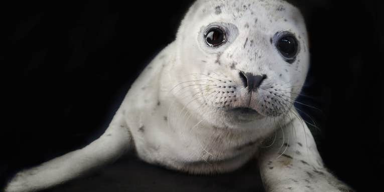 Traer Scott’s adorable photos of wild baby animals