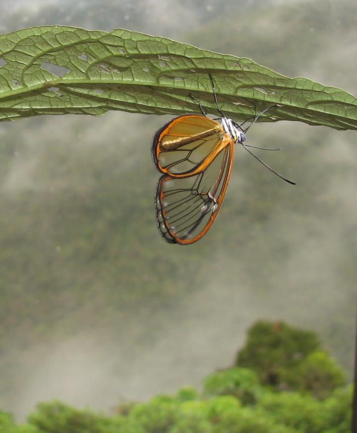 Clearwing butterfly toxin species photograph award winning