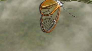 This butterfly's wings are transparently toxic