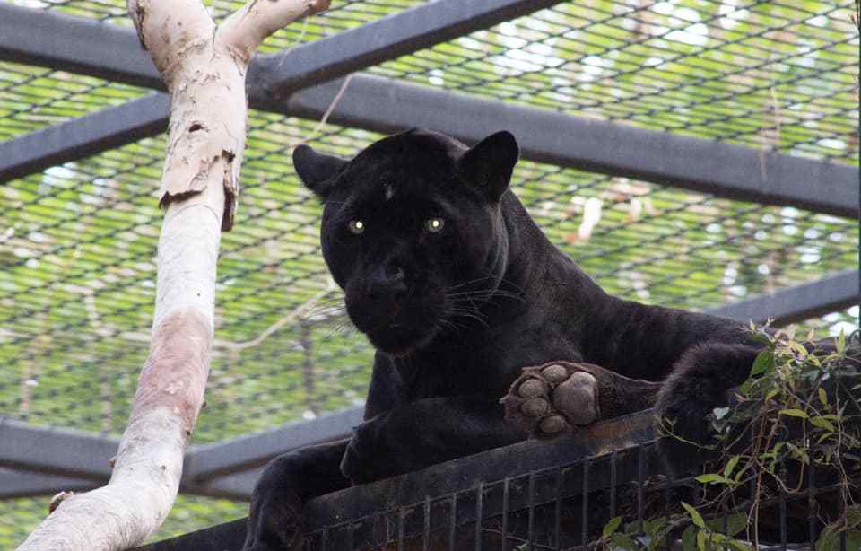 Jaguar in captivity