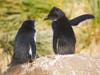 Penguin ready to slap another penguin