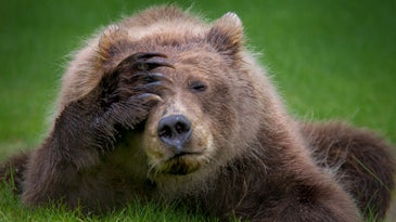 brown bear headache