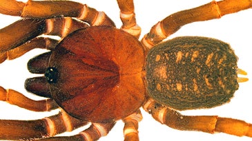 Clone-like, Colombian spiders named for Star Wars’ Storm Troopers