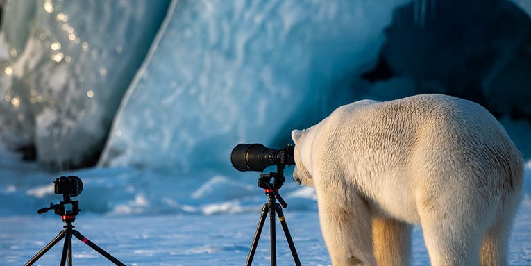 Our favorite finalists from the Comedy Wildlife Photography Awards