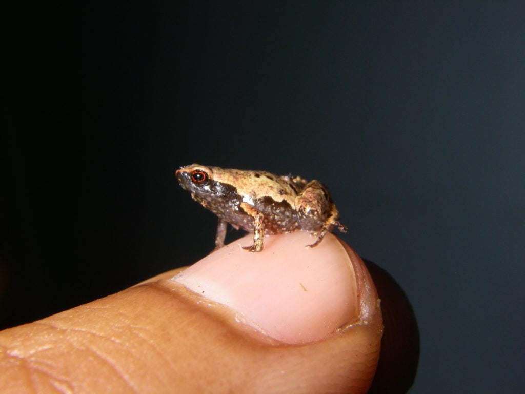 Mini frogs