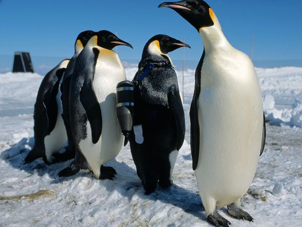 Animal Using Camera 12 Awesome Examples Of Animals With Action Cameras | Popular Photography