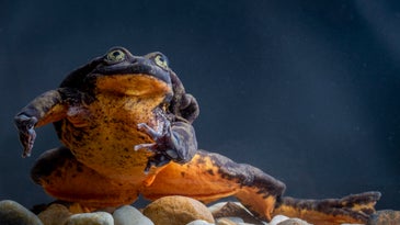 Mini frog, two frog, pumpkin frog, new frog
