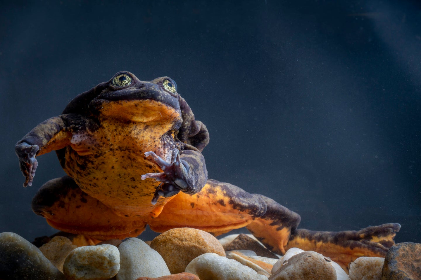 Mini frog, two frog, pumpkin frog, new frog