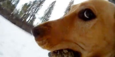 12 Awesome Examples Of Animals With Action Cameras
