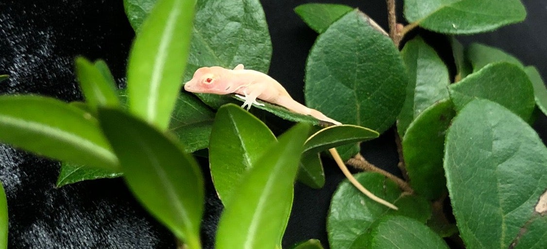 CRISPR turned these lizards into ghosts