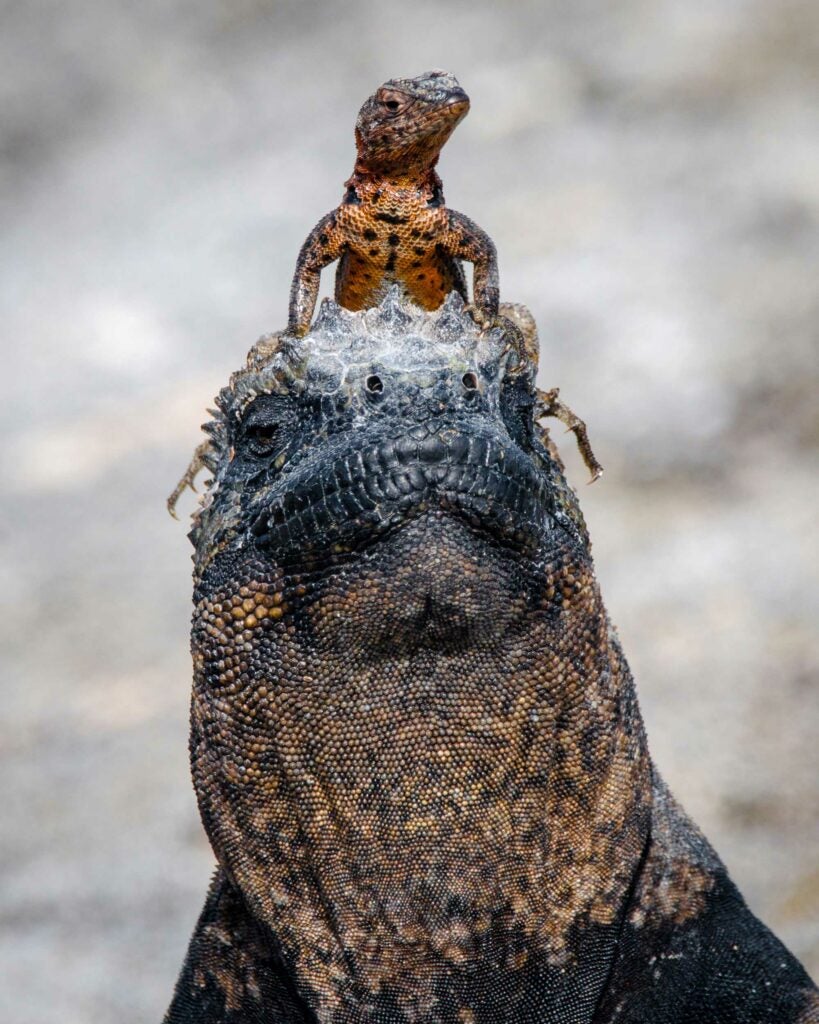 a lizard standing on the head of a marine iguana