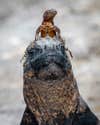 a lizard standing on the head of a marine iguana