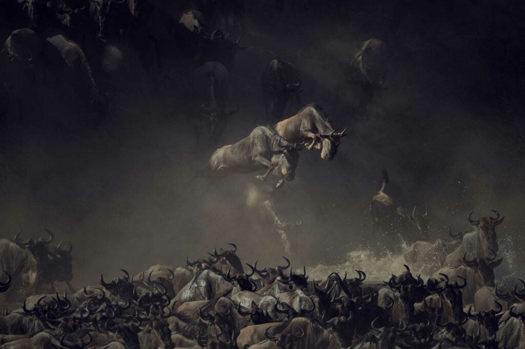 a stampede of wildebeest