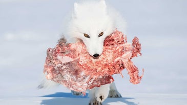 The winning images from the Smithsonian Photo Contest celebrate the beauty of our natural world