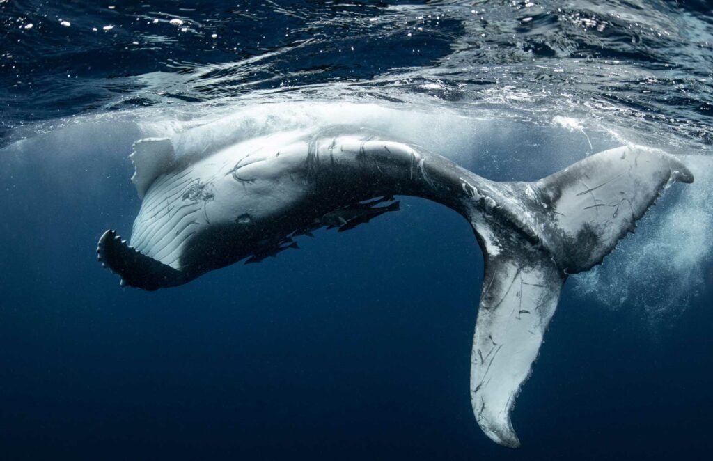 a baby whale rolling in a wave underwater