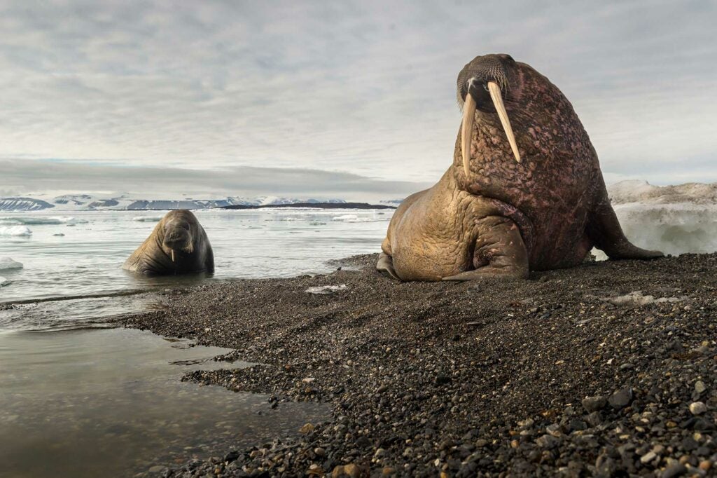 two walruses on a beach