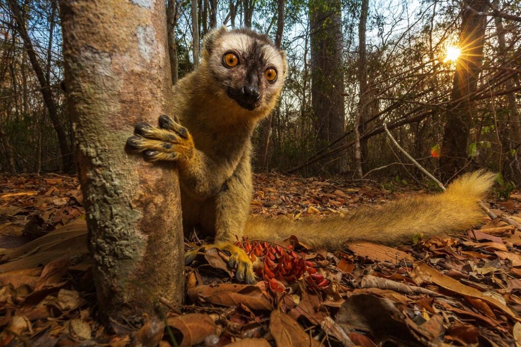 a lemur peeking around a tree