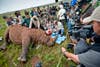 Veterinarians gather around Spencer, a rhino in Krugersdorp, South Africa, to inject his horn with an antiparasitic treatment—toxic only to humans—as a way of deterring poachers. Unfortunately, Spencer did not survive the necessary sedation.