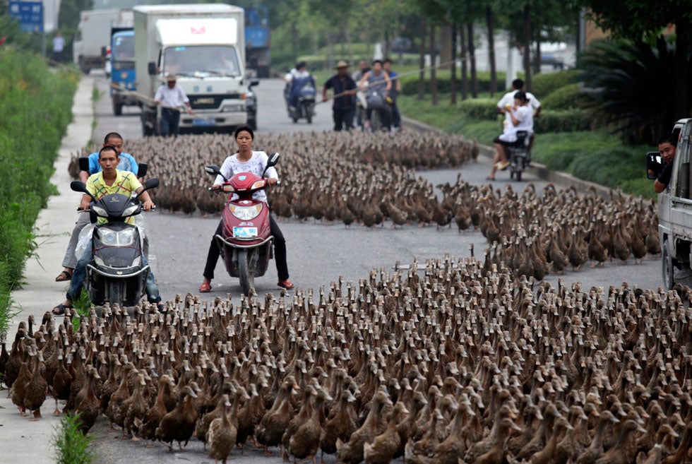 Chinese farmers herd more than 5000 ducks down a small street in Taizhou, Zhejiang province of China.