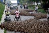 Chinese farmers herd more than 5000 ducks down a small street in Taizhou, Zhejiang province of China.