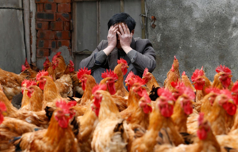 A breeder in Eastern China covers his face as he sits behind his chickens, which according to him, have not infected with the H7N9 virus. However, chicken farmers in Yuxin China are facing tough times as an H7N9 virus outbreak in the region is causing chicken sales to fall. So far, the outbreak has infected 33 people and killed 9. William Hong is a Reuters photojournalist working in the eastern portion of China. See more of his work <a href="http://www.americanphotomag.com/photo-gallery/2013/01/photojournalism-week-january-11-2013?page=6">here</a>.