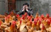 A breeder in Eastern China covers his face as he sits behind his chickens, which according to him, have not infected with the H7N9 virus. However, chicken farmers in Yuxin China are facing tough times as an H7N9 virus outbreak in the region is causing chicken sales to fall. So far, the outbreak has infected 33 people and killed 9. William Hong is a Reuters photojournalist working in the eastern portion of China. See more of his work <a href="http://www.americanphotomag.com/photo-gallery/2013/01/photojournalism-week-january-11-2013?page=6">here</a>.