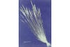 httpswww.popphoto.comsitespopphoto.comfilesimages201503008_anna_atkins_grass_cyanotype.jpg