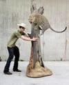 Daniel Meng from Bismarck, North Dakota, puts his prize-winning leopard in the trailer after the show. "Best In World, Large Mammal."