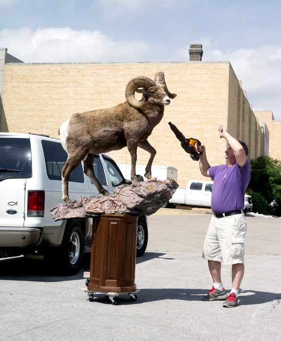 Carl Tregre from Houma, Louisiana unloads and prepares his big horn sheep "The Ghost Dancer."