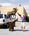 Carl Tregre from Houma, Louisiana unloads and prepares his big horn sheep "The Ghost Dancer."