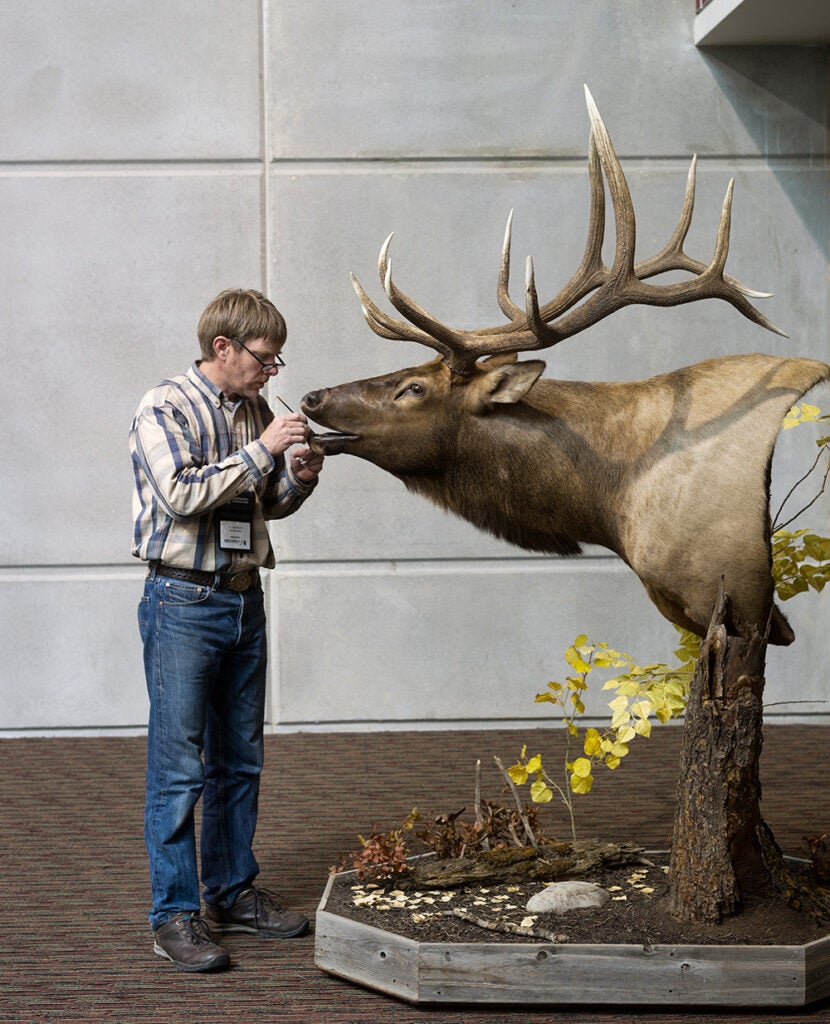 Scott Humble from Springville, Utah, prepare his Rock Mountain Elk. Scott was awarded "Best All-Around Taxidermist, Master Division"—$2,000 from Ohio Supply.