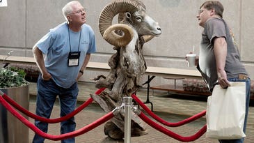 Inside the World Taxidermy Championship: The Spectacle Behind the Scenes