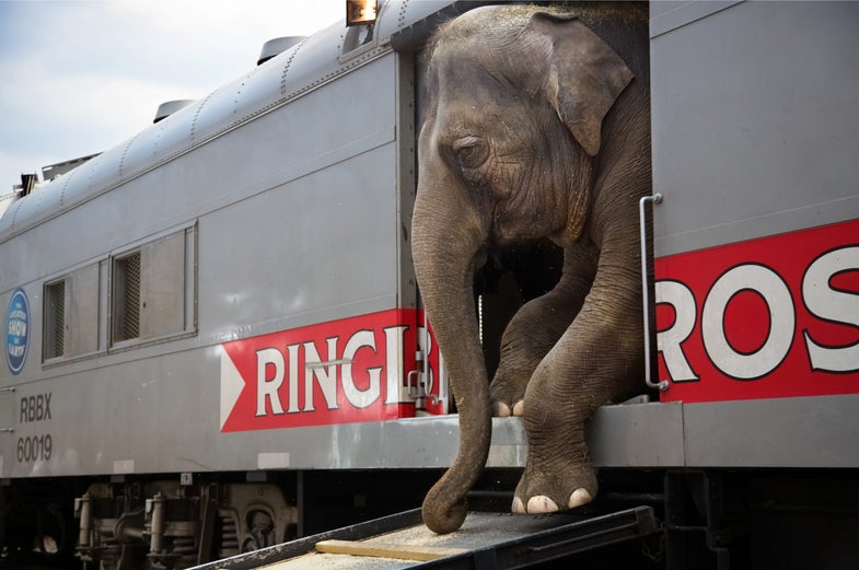 <strong>Category: Professional, Daily Life</strong> There are more than 300 people that with the Ringling Bros. and Barnum & Bailey circus blue unit, representing 25 different countries and speaking everything from Russian to Arabic to Guarani. A few travel in cars and trailers, but a majority, 270, live on the trains. Most come from multi-generation circus families, to the extent that collectively, the circus staff represents thousands of years of circus history. The men and women all say that only circus people like them can understand the lifestyle. They spend 44 weeks of the year traveling an average of 20,000 miles from coast to coast on a train that is 61 cars long. It is a life of close quarters and rigorous training, a life that many of the performers began in childhood. Their job is to convince the world that the circus still matters.