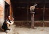 A man smokes a cigarette near a goat standing on a pole at a temple at Khokana in Lalitpur, Nepal. Navesh Chitrakar is a Reuters staffer based in Nepal. His work has appeared in our weekly roundup more than any other photographer. See his image from the past two week's round-up <a href="http://www.americanphotomag.com/photo-gallery/2012/10/photojournalism-week-october-5-2012?page=1">here</a> and <a href="http://www.americanphotomag.com/photo-gallery/2012/09/photojournalism-week-september-28-2012?page=7">here</a>.