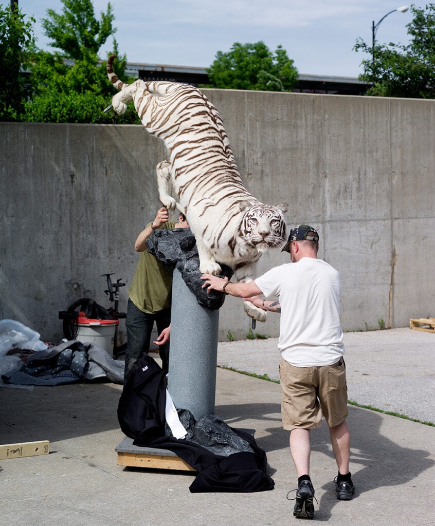 Dakota Taxidermy and Daniel Meng (green shirt) put their "White Tiger" into the trailer after the show. "The White Tiger" won second place in the Carl E. Akeley Award.