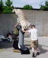 Dakota Taxidermy and Daniel Meng (green shirt) put their "White Tiger" into the trailer after the show. "The White Tiger" won second place in the Carl E. Akeley Award.