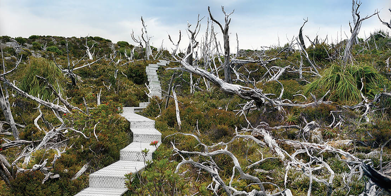 How Rachel Sussman Photographs the World’s Oldest Living Things