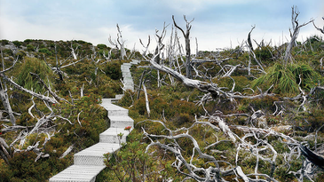 How Rachel Sussman Photographs the World’s Oldest Living Things