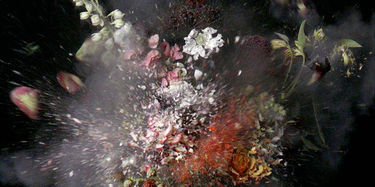 On the Wall: Ori Gersht’s Haunting Lives, Still and Otherwise
