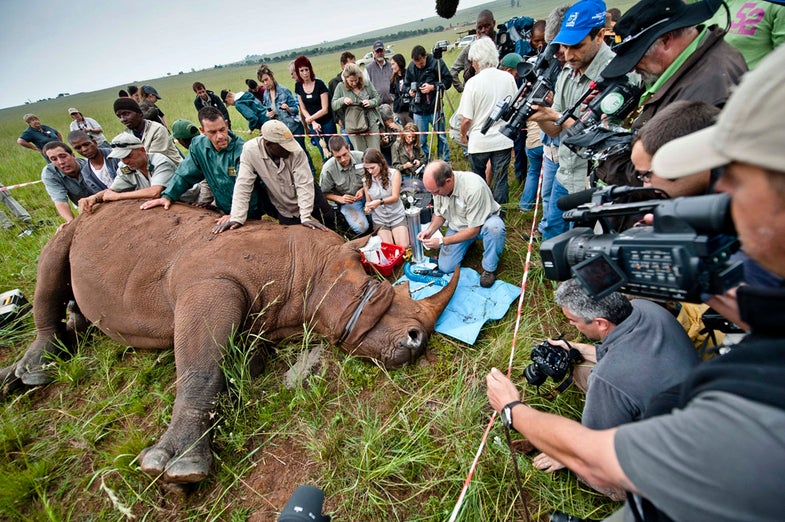 KRUGERSDORP, SOUTH AFRICA - FEBRUARY 9: (SOUTH AFRICA OUT) Veterinarian Charles van Niekerk assisted by Danielle Sneider and Johan Steenkamp injects an antiparasitic treatment to Spencer the Rhino's horn at the Rhino and Lion Park on February 9, 2012 in Krugersdorp, South Africa as an anti-poaching preventative measure. Although the antiparasitic is toxic to humans, deterring poaching, it does not harm the animal. Unfortunately Spencer did not recover from the sedation and died. (Photo by Foto24/Gallo Images/Getty Images)