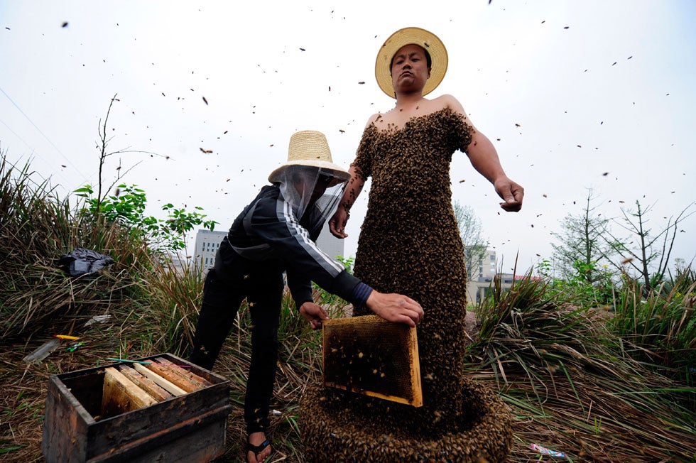 Chinese honeybee farmer She Ping covers himself with bees at his farm in China’s Southwest Chongqing municipality in a world-record-breaking attempt. Ping, with the help of an apprentice, successfully covered himself in 33.1 kilograms or about 331,000 bees. The previous world record was 26.8 kilograms of bees.