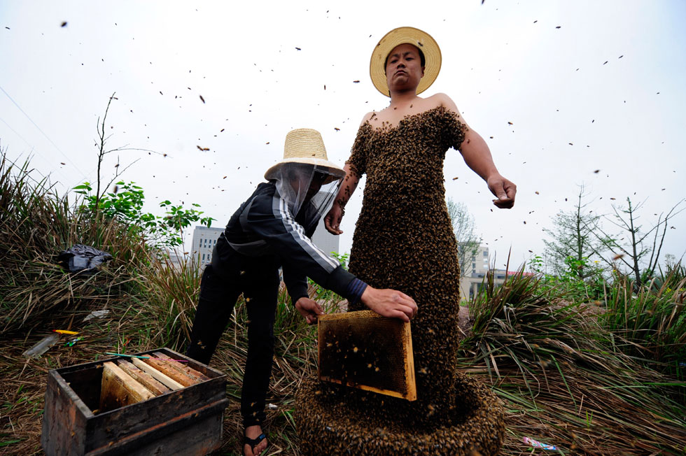Chinese honeybee farmer She Ping covers himself with bees at his farm in China’s Southwest Chongqing municipality in a world-record-breaking attempt. Ping, with the help of an apprentice, successfully covered himself in 33.1 kilograms or about 331,000 bees. The previous world record was 26.8 kilograms of bees.