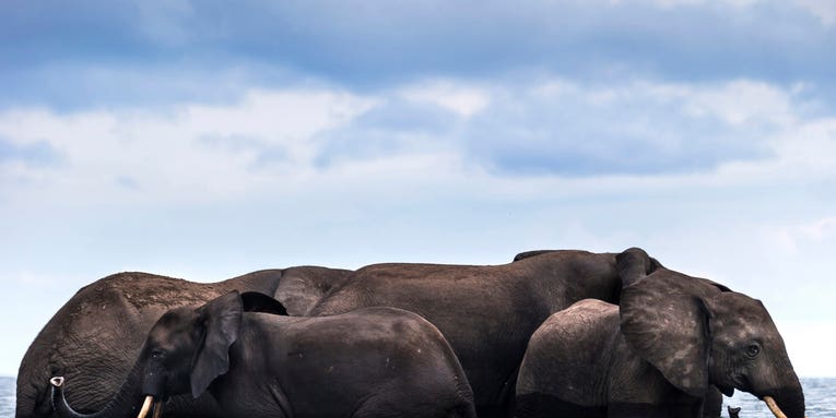 The Best Documentary Photography Projects We Saw at Visa pour l’Image 2016 The Best Documentary Photography Projects We Saw at Visa pour l’Image 2016