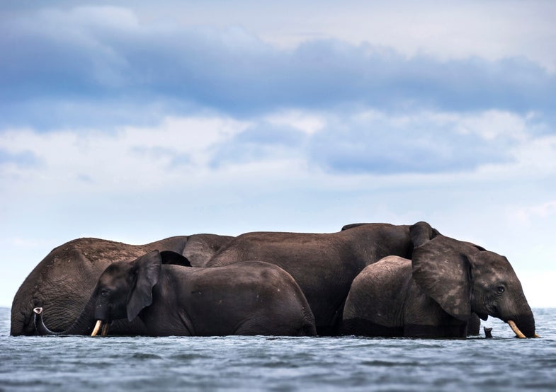 Éléphants se baignant dans le lac Édouard, centre d’un projet d’exploration pétrolière au sein du parc national des Virunga (République démocratique du Congo). Une telle exploration pourrait empoisonner le réseau d’eau des animaux et des 60 000 riverains. Mai 2015. © Brent Stirton / Getty Images Reportage pour National Geographic Elephants bathing in Lake Edward, the center of a plan for oil exploration inside Virunga National Park (Democratic Republic of the Congo). Such exploration could poison the water system for both animals and the 60,000 humans living on the shores of the lake. May 2015. © Brent Stirton / Getty Images Reportage for National Geographic Photo libre de droit uniquement dans le cadre de la promotion de la 28e édition du Festival International du Photojournalisme "Visa pour l'Image - Perpignan" 2016 au format 1/4 de page maximum.  Résolution maximale pour publication multimédia : 72 dpi Mention du copyright obligatoire.  The photos provided here are copyright but may be used royalty-free for press presentation and promotion of the 28th International Festival of Photojournalism Visa pour l'Image - Perpignan 2016. Maximum size printed: quarter page Maximum resolution for online publication: 72 dpi Copyright and photo credits (listed with captions) must be printed.