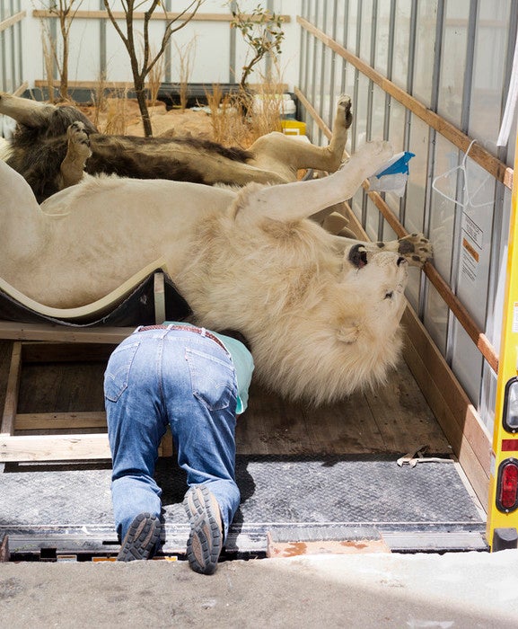 Ron Vanderpol from Molino, FL, works on his two male lions in the truck before moving them inside the expo center.