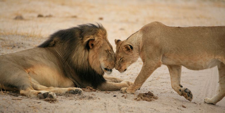Picturing the Life of Cecil the Lion