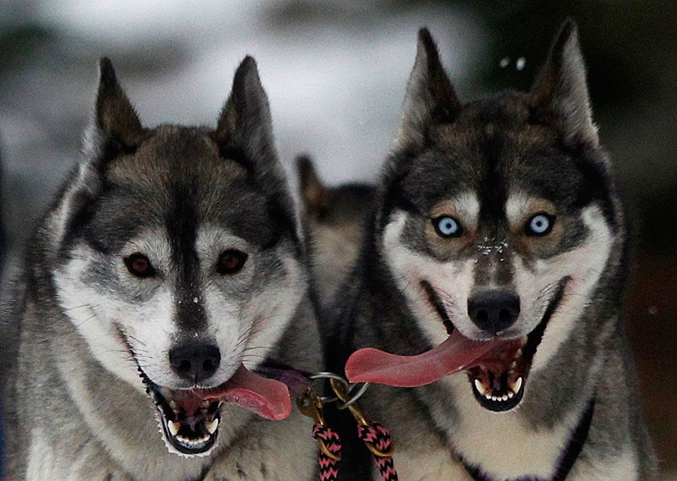 Huskies pant during a training session at Feshiebridge, in Aviemore, Scotland. The Siberian Husky Club of Great Britain will hold its annual sled dog rally this weekend. David Moir is a Reuters photographer based in Scotland. See more of his work <a href="http://blogs.reuters.com/davidmoir/">here</a>.