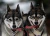 Huskies pant during a training session at Feshiebridge, in Aviemore, Scotland. The Siberian Husky Club of Great Britain will hold its annual sled dog rally this weekend. David Moir is a Reuters photographer based in Scotland. See more of his work <a href="http://blogs.reuters.com/davidmoir/">here</a>.