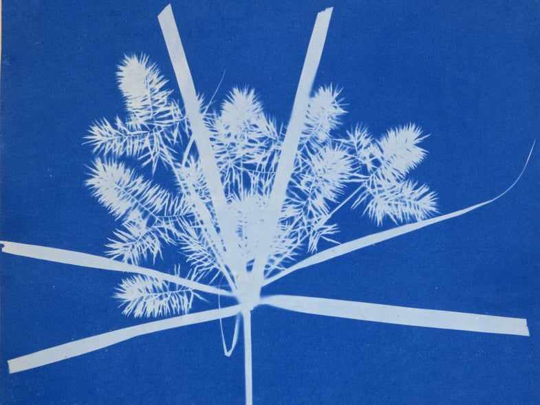 Google Doodle Tributes Photographic Pioneer Anna Atkins